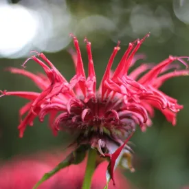 Beebalm - Monarda 'Gardenview Scarlet'