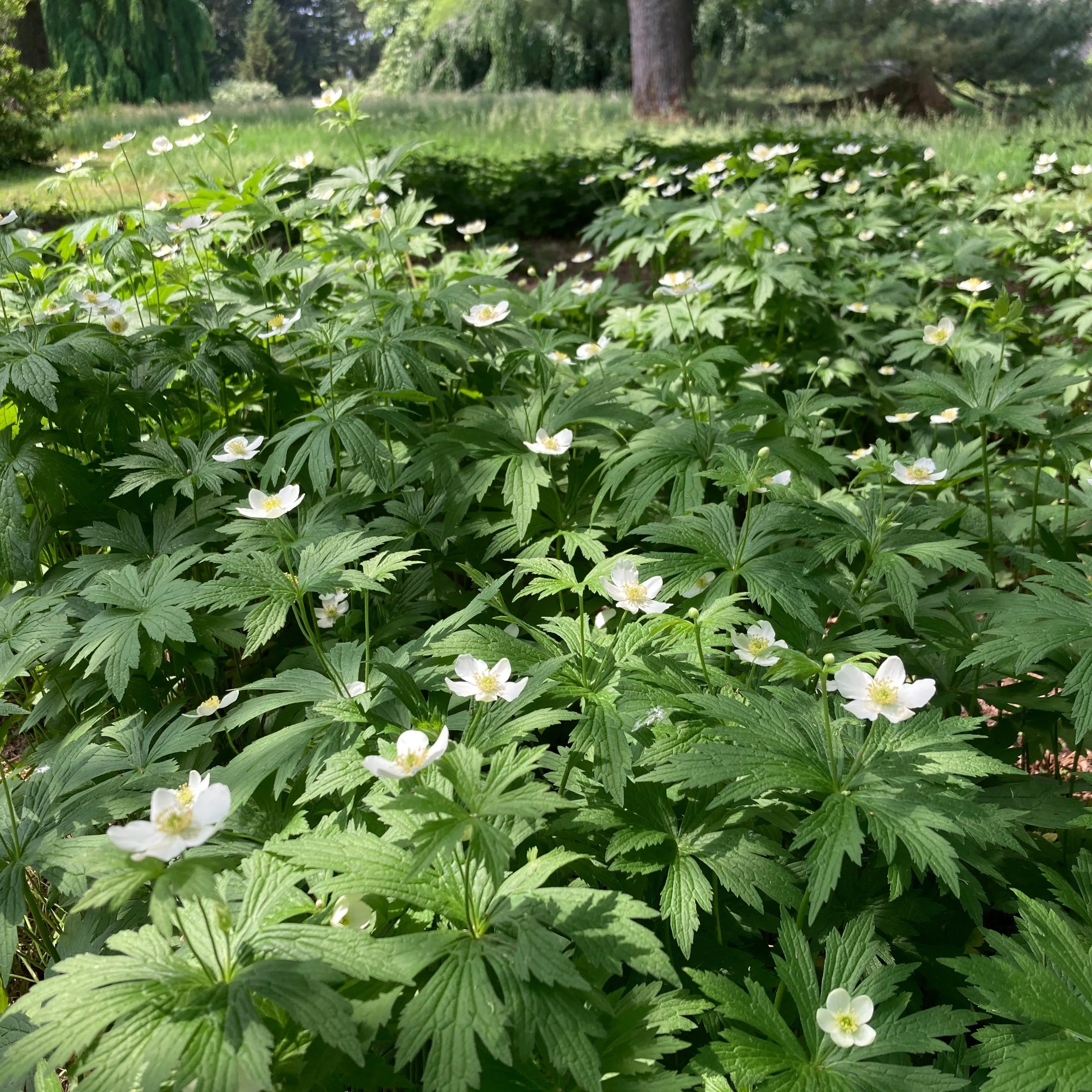 Canada Anemone - Anemone canadensis