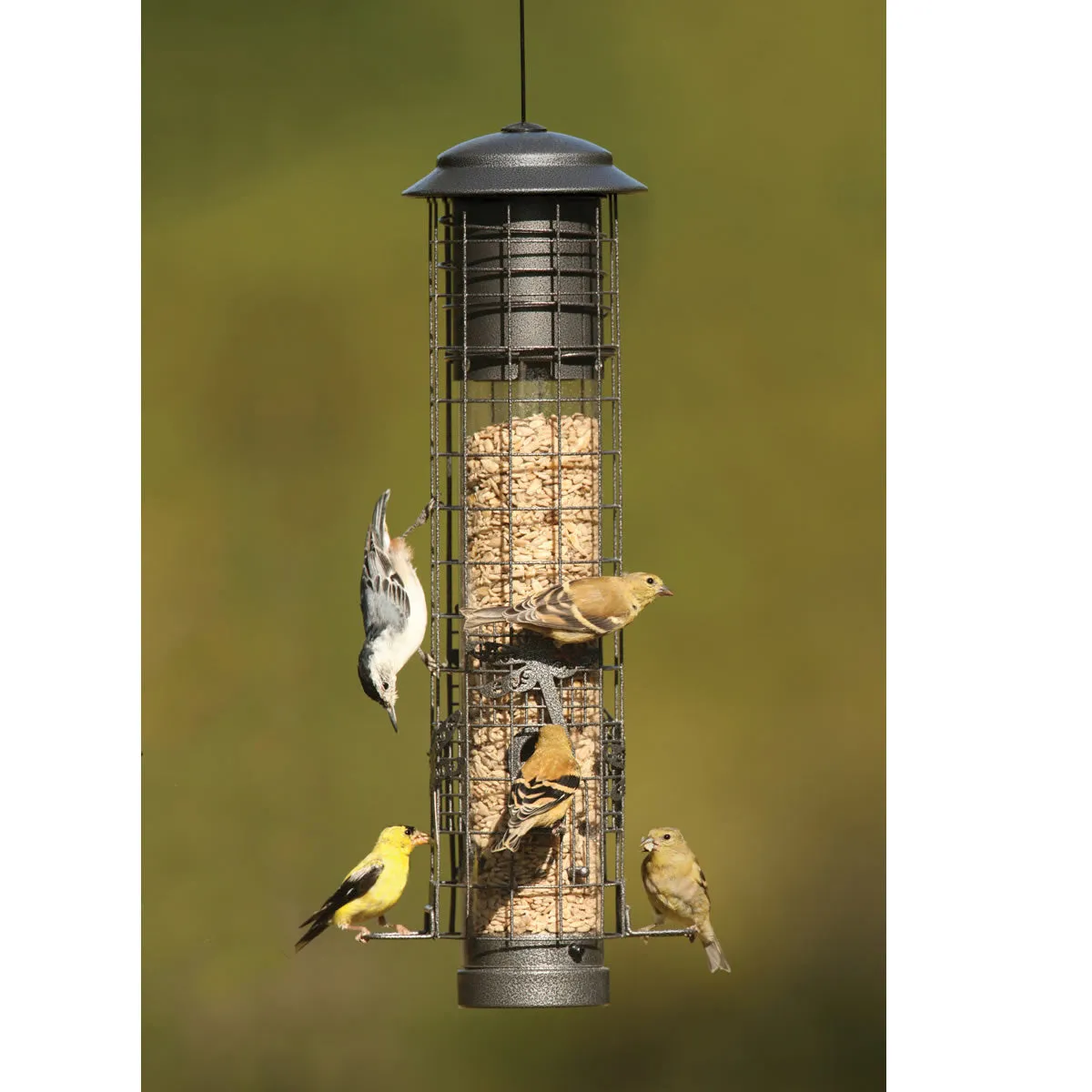 Dragonfly Squirrel-Resistant Feeder