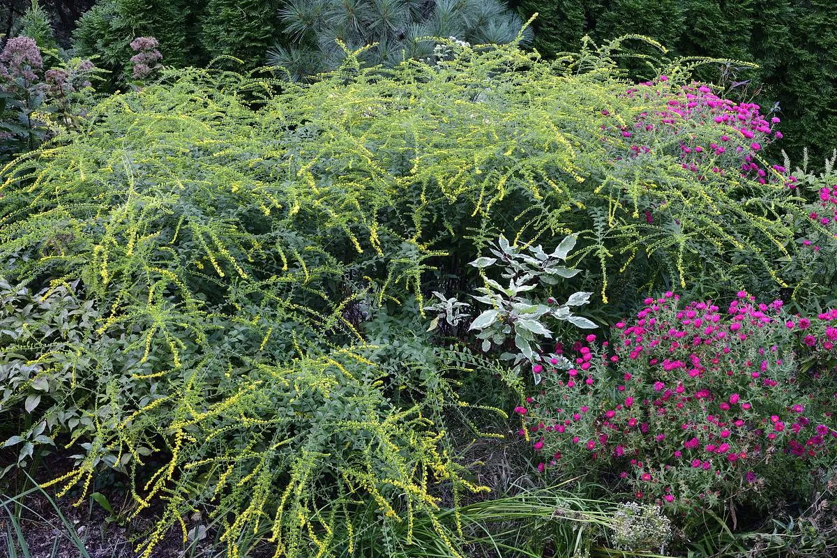 New England Aster - Symphyotrichum novae-angliae 'Alma Potschke'