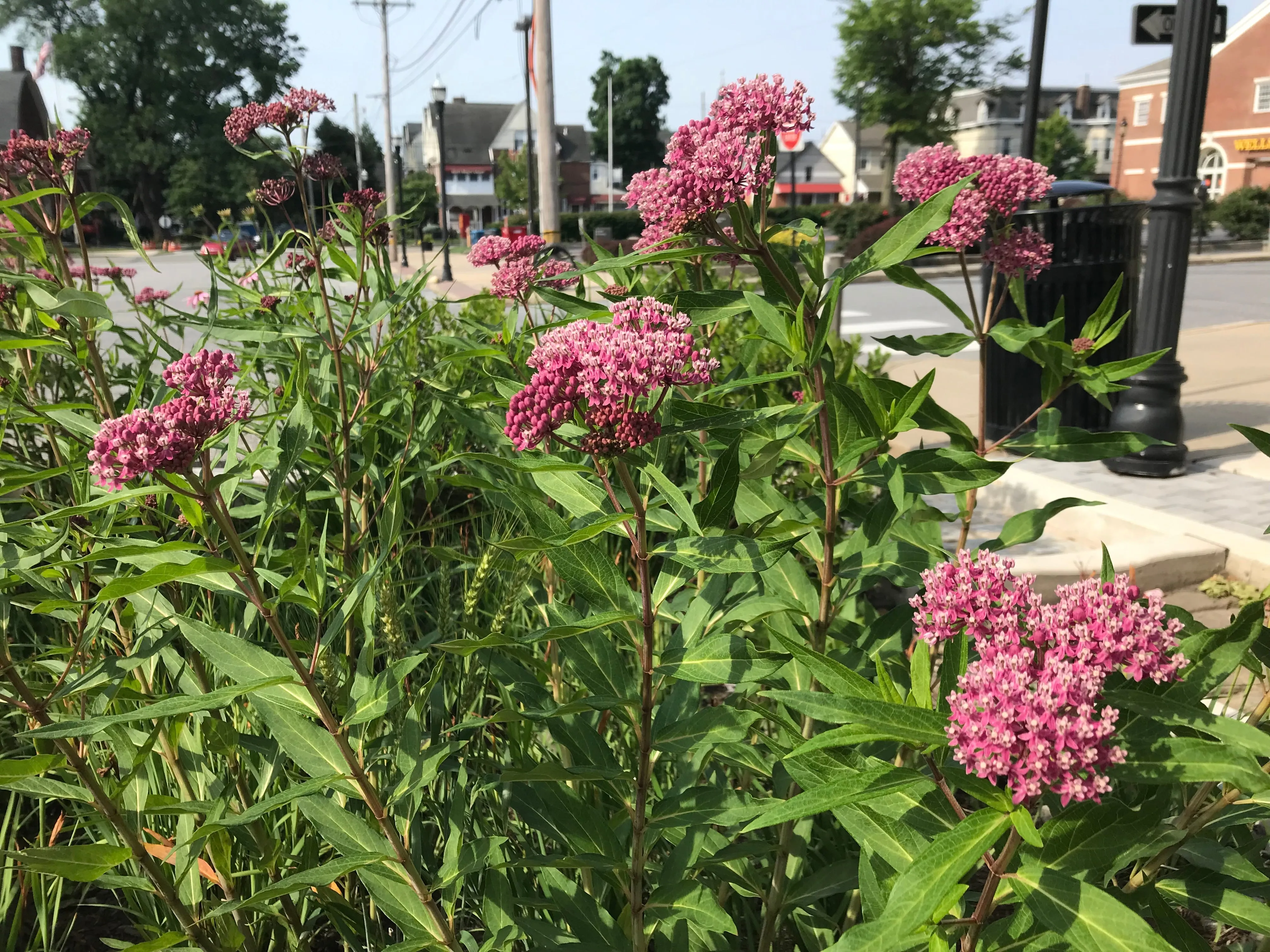 Swamp Milkweed - Asclepias incarnata