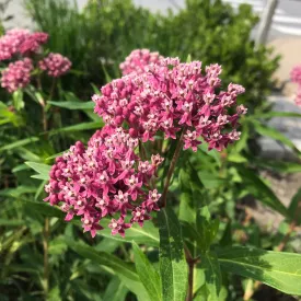 Swamp Milkweed - Asclepias incarnata